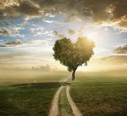 Un chemin plus stable arbre coeur resize
